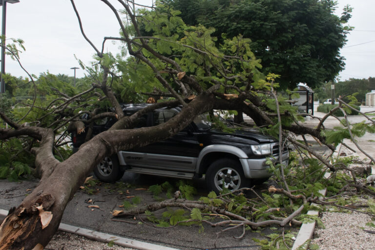 Sturmschaden Baum auf Auto-mobile